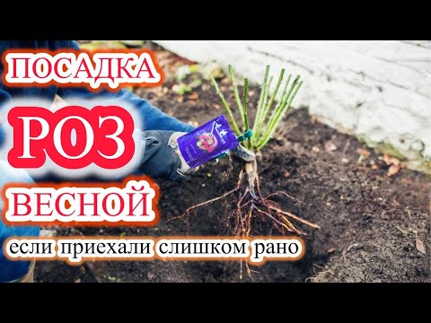 Видео: Самая лучшая посадка роз для 100% приживаемости