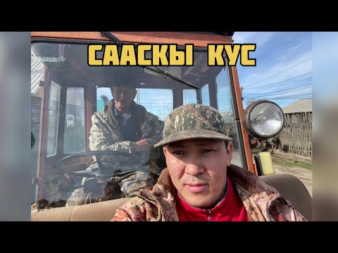 Видео: Сааскы куска,  айан