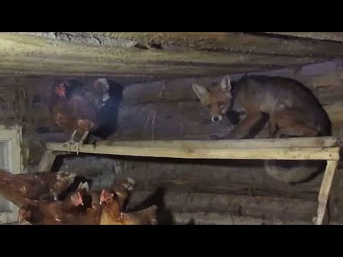 Видео: Удивительные моменты с ЛИСАМИ, снятые на видео