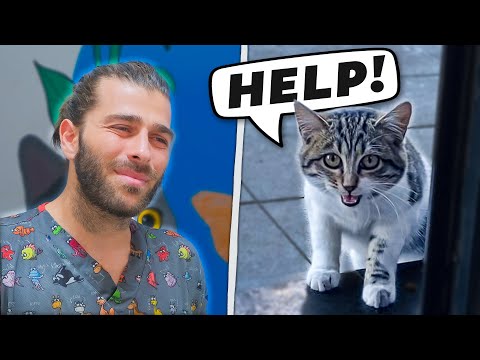 Видео: "ПОМОГИ МНЕ!" | Бездомный кот просит помощи у ветеринара!