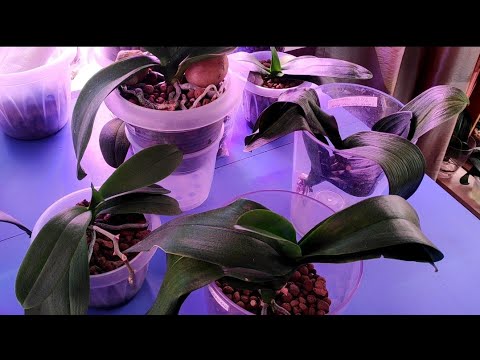 Видео: 23.03.22.ОРХИДЕИ .. нарастили корни над водой. посадка в керамзит.