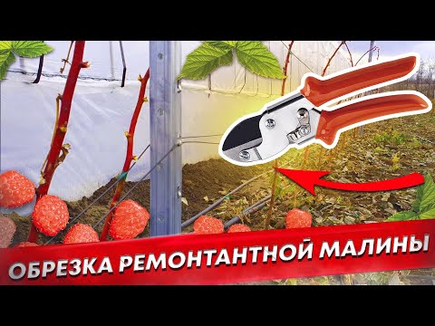 Видео: Осенняя обрезка ремонтантной малины. Сорт Маравилла.