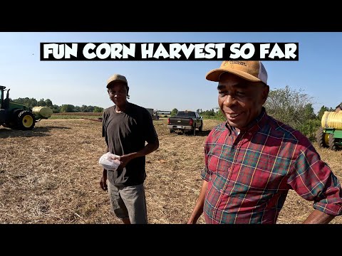 Видео: Засуха в Алабаме благоприятна для сбора урожая кукурузы