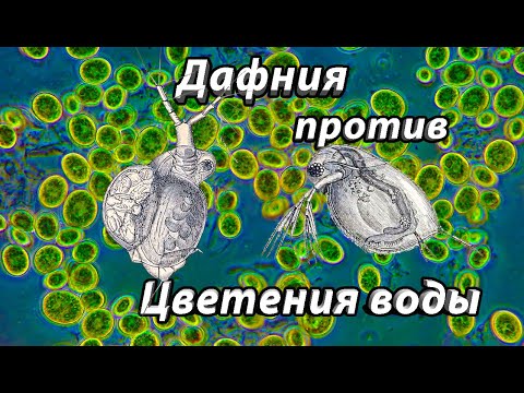 Видео: Помогает ли дафния бороться с цветением воды в аквариуме?