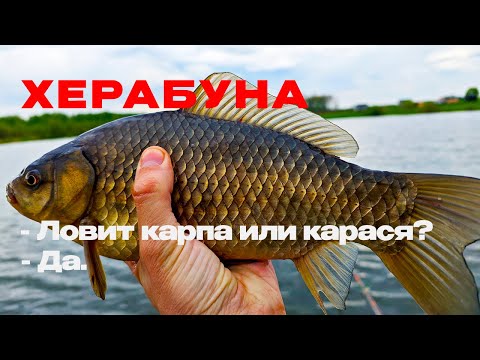 Видео: Я 2 ГОДА ждал эту рыбалку! Карп, КАРАСЬ, амур на тесто!