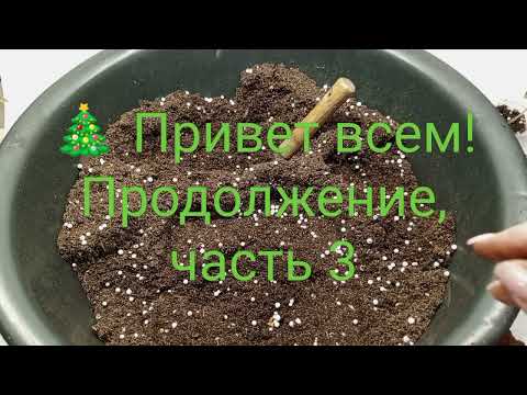 Видео: Праздники с пользой. Часть 3. Укоренение бегоний в воде, посадка.