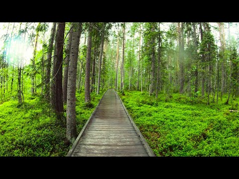 Видео: Удивительное рядом