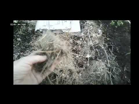 Видео: Дорожки-компостники по системе Телепова О. 05.06.16.Сев.Каз..Ч.500.