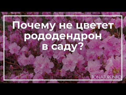 Видео: Почему не цветет рододендрон в саду? | toNature.Info
