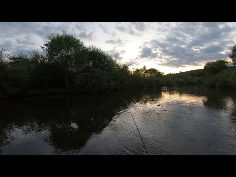Видео: Вечер, сумерки, ночь=Хариус, мелкий ленок, Ленок 22 июля 2023 на маленькой реке