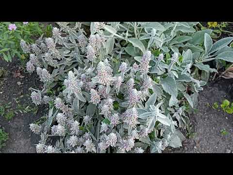 Видео: Прогулка по моему маленькому саду