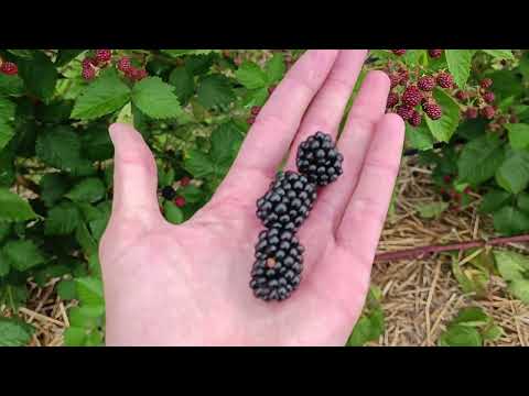 Видео: Ежевика сорт Лох-Тей