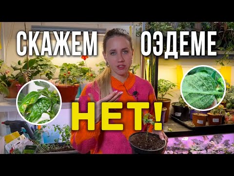 Видео: Оэдема на томатах. Как бороться с оэдемой на рассаде томатов. перцев. Крепкая рассада томатов, перца