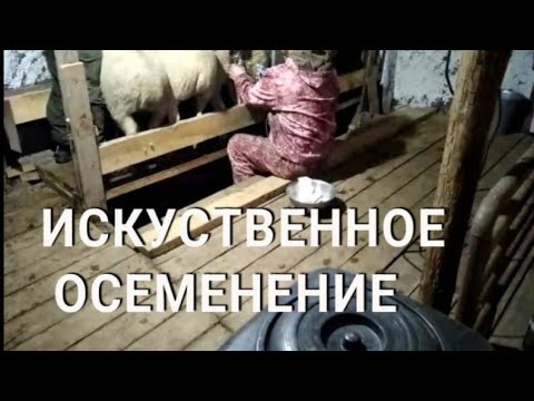Видео: Искуственное осеменение СЕМЕНЕМ БЕЛОГО ДОРПЕРА