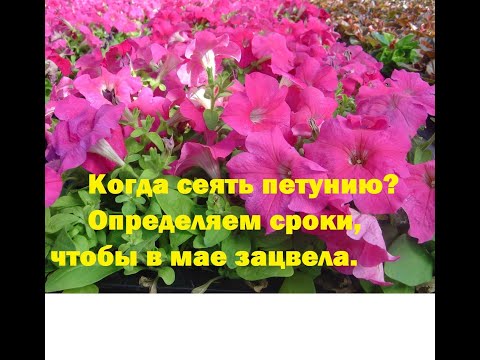 Видео: Когда сеять петунию, чтобы к маю зацвела. Рассчитываем время посева индивидуально.