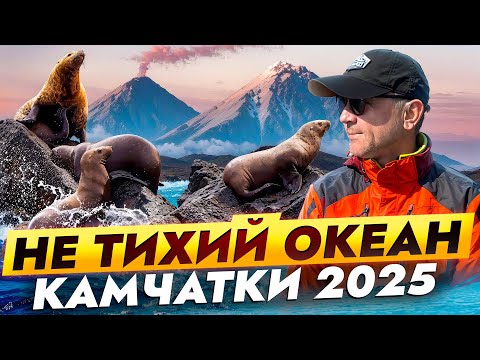 Видео: Морская Прогулка из Петропавловска-Камчатского: Косатки, Лежбище тюленей, Крабы и Бухта Русская