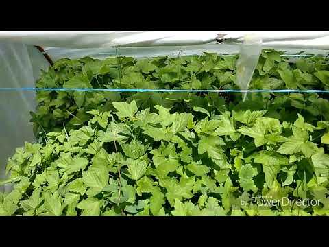 Видео: Черенкование смородины в парниках// 100 % результат