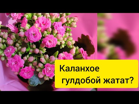 Видео: Каланхое гулуно кантип туура кам кором?