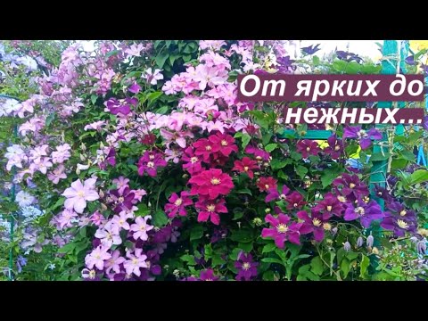 Видео: Клематисы, про которые мне есть что сказать