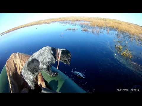 Видео: Охота на утку в Омской области 2 часть