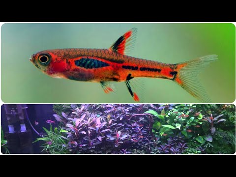 Видео: Новые жильцы. Расборы Бригитты.