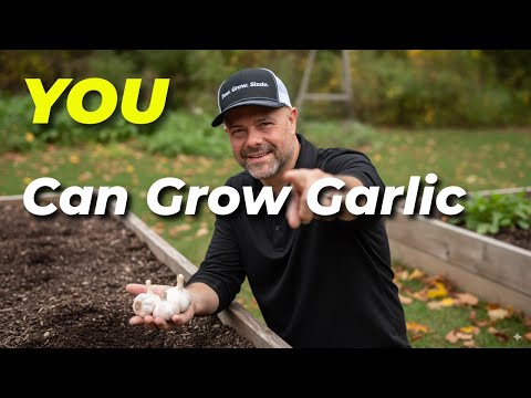 Видео: Как вырастить чеснок (секрет, который я рассказал другу, чтобы получить ОГРОМНЫЕ луковицы!)