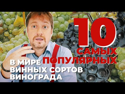 Видео: [10 САМЫХ ПОПУЛЯРНЫХ] в мире сортов винного винограда