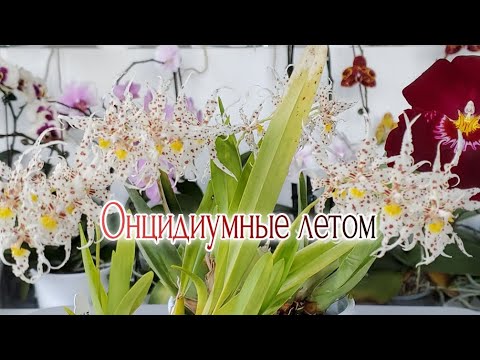Видео: Онцидиумные летом 2022