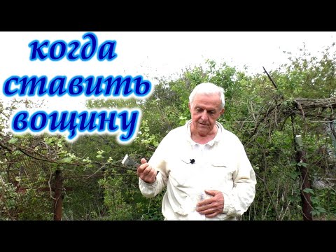 Видео: СОКРАЩЕНИЕ и расширение ПЧЕЛИНОГО ГНЕЗДА.  Когда нужна ВЩИНА?#пчелы