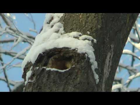 Видео: Охота с лайками на куницу 03.01.24