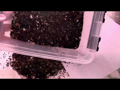 Видео: ПИКИРУЮ МЕСТОКЛЕМУ!!! Сеянцы-1,5 месяца.