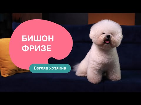 Видео: Бишон Фризе. Французская болонка: все о породе, плюсы и минусы - шоу “Ожидание/реальность”
