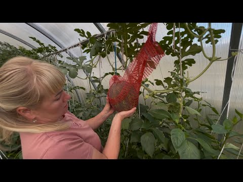 Видео: На даче много дел 😓/ Томаты в зиму/ Шарлотка 🍏🍐