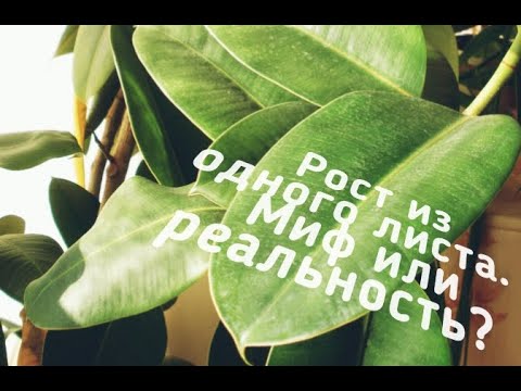Видео: Размножение Каучуковый фикус из одного листа. Фикус эластичный.Часть 2