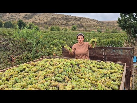 Видео: Գնացինք ՉՈՐԱԹԱՆ ԲԱՂԱՔԱՂ - Շամշադինի Համը - Шамшадин 