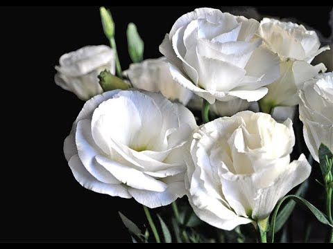 Видео: Эустома Терпение лопнуло