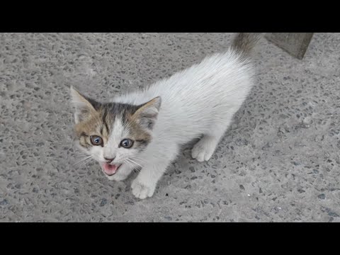 Видео: Она просила дать ей кусочек еды, но вместо этого получила дом!