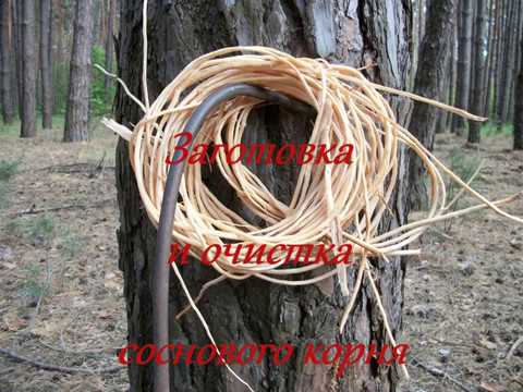 Видео: Заготовка и очистка соснового корня.