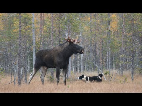 Видео: ОХОТА НА ЛОСЯ В ЯКУТИИ. MOOSE HUNTING IN SIBERIA
