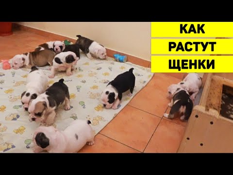 Видео: Как растут щенки? 11 щенков Английского Бульдога с Рождения до 1,5 мес. Спят, едят и начинают ходить