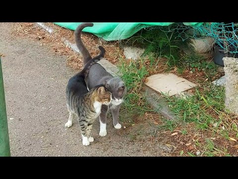 Видео: Серый и Хрюшенька (полная версия)