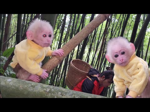 Видео: Обезьянка Бубу такая красивая, когда возвращается в зеленый лес
