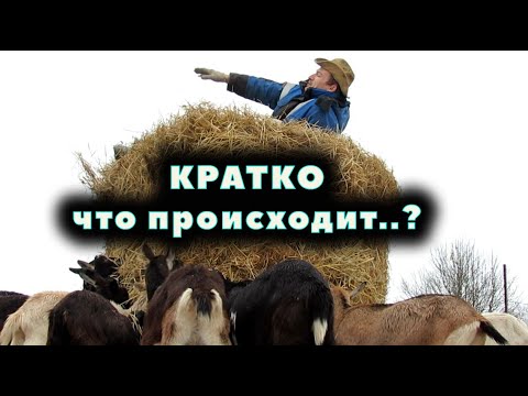 Видео: Сараи, козлята и как дела у коз