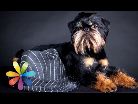 Видео: Топ-3 самых дорогих и требующих ухода пород собак - Все буде добре - Выпуск 604 - 21.05.15