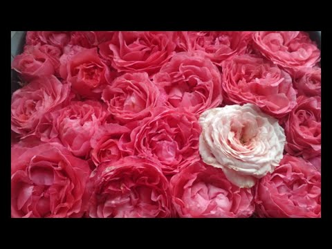 Видео: Самые популярные! часть 2