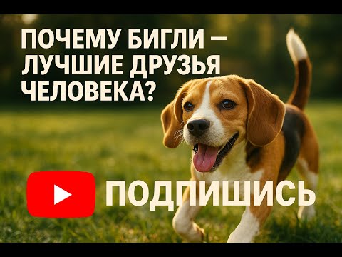 Видео: 😍 Почему бигли — лучшие друзья человека? Правда о породе🧠