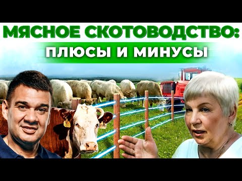 Видео: Ферма коров как бизнес | Секреты качественного мяса | Сколько приносит корова? Андрей Даниленко