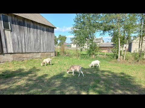 Видео: ⚡️"Но всё так же ночью Снится мне #деревня": памяти моей💗 бабушки Наташи🙏...