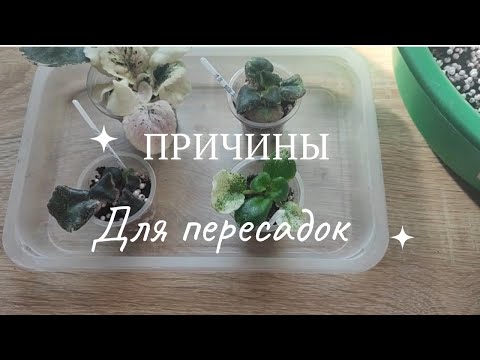 Видео: Эпизод 13. Важные причины для пересадки фиалок / Не которые из них...