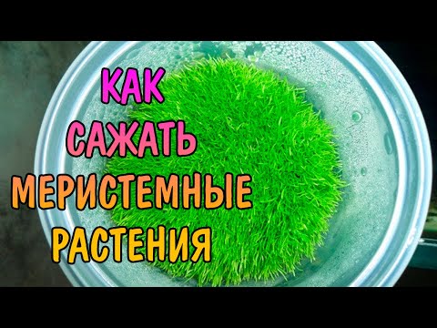 Видео: КАК ВЫСАЖИВАТЬ МЕРИСТЕМНЫЕ РАСТЕНИЯ